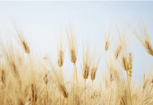 Study Compares AI and DNA Methods for Identifying Barley Varieties
